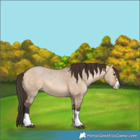 Horse Color:Bay Dun 