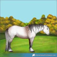 Horse Color:Gray Bay 
