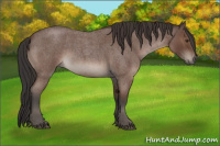 Horse Color:Bay Roan 