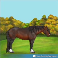 Horse Color:Bay 