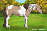 Horse Color:Amber Champagne Tobiano 