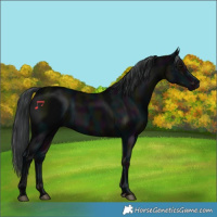 Horse Color:Midnight Black 