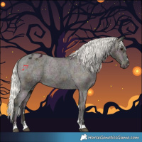Horse Color:Midnight Silver Black Appaloosa 