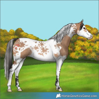 Horse Color:Bay Dun Splash Tobiano Rabicano 
