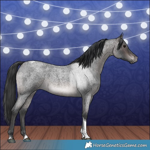 Horse Color:Platinum Brown Roan Tobiano Rabicano 