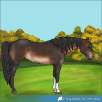 Horse Color:Brown Tobiano Rabicano 