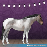 Horse Color:Brown Roan Tobiano Rabicano 