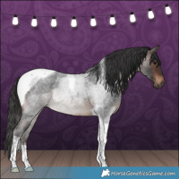 Horse Color:Brown Roan Tobiano Rabicano 