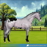 Horse Color:Brown Roan Sabino Appaloosa 