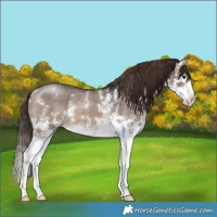 Horse Color:Brown Roan Dun Sabino Splash Varnish 