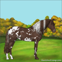 Horse Color:White Spotted Liver Chestnut Appaloosa 