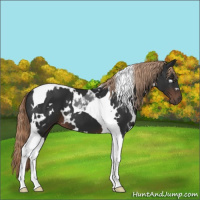 Horse Color:White Spotted Liver Chestnut Tobiano 