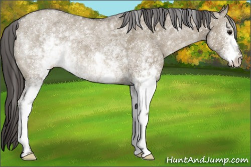 Horse Color:White Spotted Smoky Grullo 