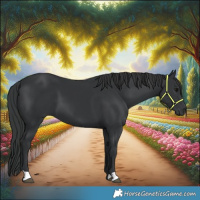 Horse Color:Black 