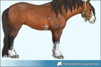 Horse Color:Bay and Bay