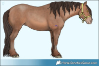 Horse Color:Sable Champagne  and Sable Champagne 