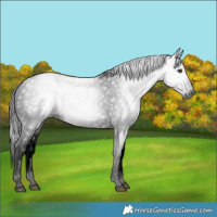 Horse Color:Gray Void Liver Chestnut Near Leopard Rabicano 