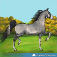 Horse Color:Blue Onyx Roan Rabicano 