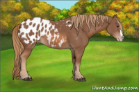 Horse Color:Chestnut Splash Appaloosa