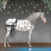 Horse Color:White Spotted Liver Chestnut Appaloosa 