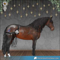 Horse Color:Brown Appaloosa