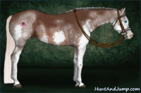 Horse Color:Silver Brown Splash Tobiano Rabicano 