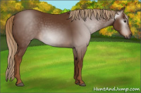 Horse Color:Gray Chestnut 