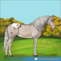 Horse Color:Chocolate Palomino Appaloosa Rabicano 