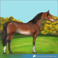 Horse Color:Bay Tobiano 