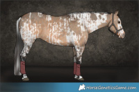 Horse Color:Bay Dun  and White Spotted Brown Dun 