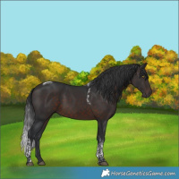 Horse Color:Brown Tobiano 