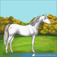 Horse Color:Liver Chestnut Tobiano Snowflake Varnish Rabicano 