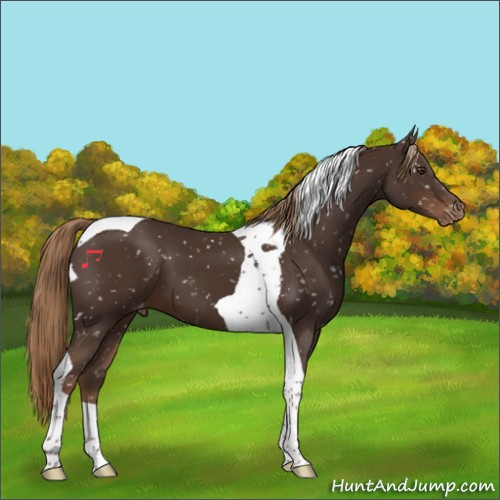 Horse Color:Liver Chestnut Tobiano Appaloosa 