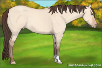 Horse Color:Sable Champagne Dun 