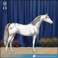 Horse Color:Bay Dun Appaloosa 
