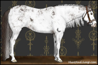 Horse Color:Liver Chestnut Sabino 