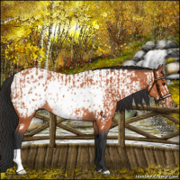 Horse Color:Bay Frame  and Bay Near Leopard 