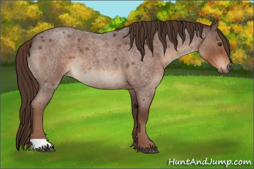 Horse Color:Liver Red Roan 