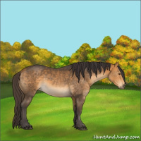 Horse Color:Buckskin 