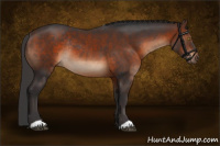 Horse Color:Brown Rabicano 