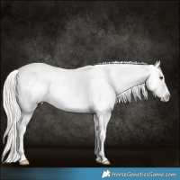 Horse Color:Silver Buckskin Dun Splash Tobiano Appaloosa Rabicano 