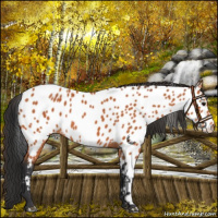 Horse Color:Bay Appaloosa
