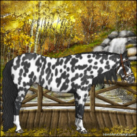 Horse Color:Black Tobiano Near Leopard