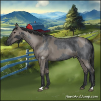 Horse Color:Blue Roan  and Grullo Roan 