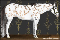 Horse Color:Bay Dun Splash Appaloosa