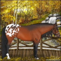 Horse Color:Bay Appaloosa 
