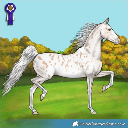 Horse Color:Silver Amber Champagne Splash Frame Appaloosa Rabicano 