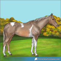 Horse Color:Chocolate Palomino Tobiano Appaloosa 