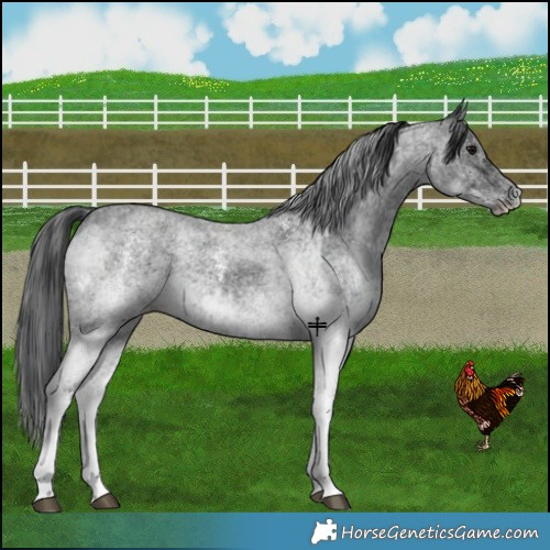 Horse Color:White Spotted Blue Roan Rabicano  and White Spotted Blue Roan Rabicano 