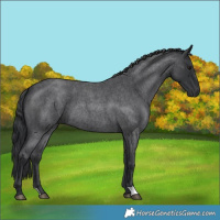 Horse Color:Blue Roan 